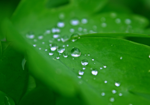 A close-up of dewdrops on a green leaf.